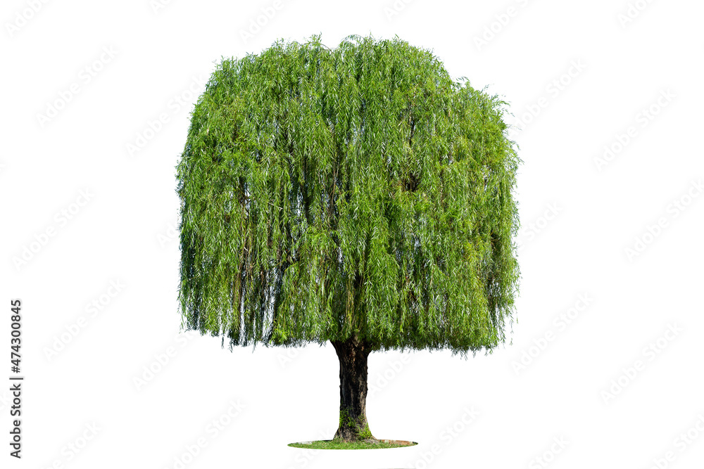 Weeping willow isolated on a white background. - obrazy, fototapety, plakaty 