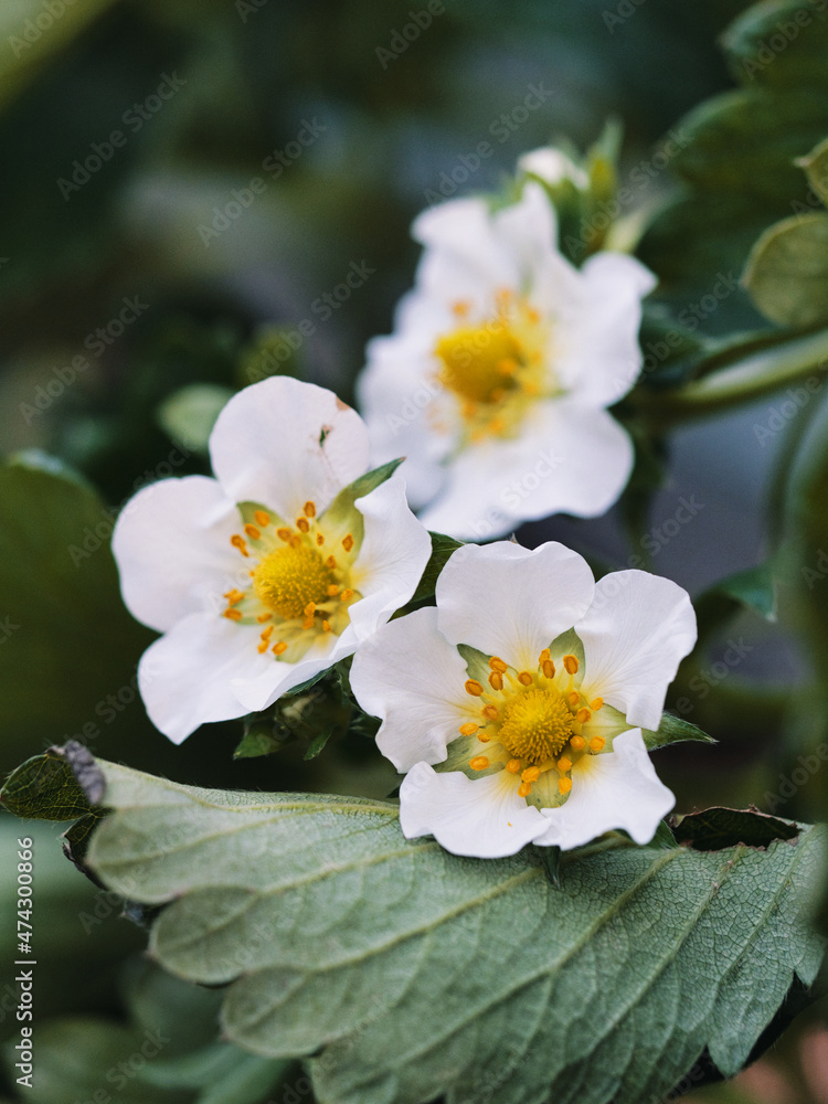 Obraz premium Shizuoka,Japan - December 10, 2021: Closeup of white flower of fresh strawberry fruit in Japan 