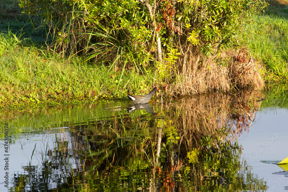 Obraz premium Coot in Water