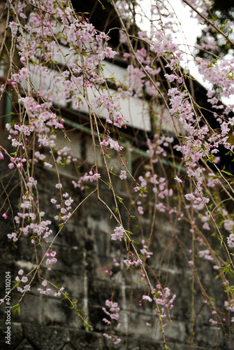 古い民家の庭に咲く枝垂れ桜
