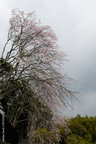 曇り空に民家の庭で咲き誇る枝垂れ桜