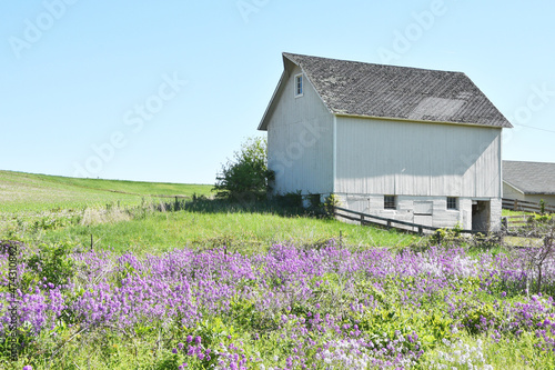 Barn and Wildflowers