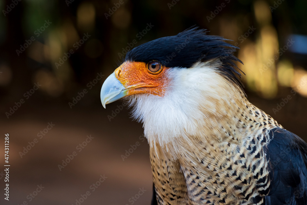 Fototapeta premium Caracara cheriway