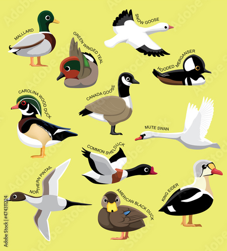 US Wild Ducks Set With Names Cartoon Vector Illustration