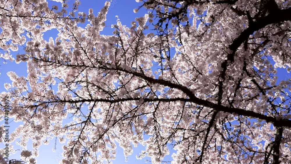garden apricot blossoming tree with flowers on sunny sky, slow motion, bloom garden apricot blossoming tree with flowers on sunny sky, slow motion, bloom