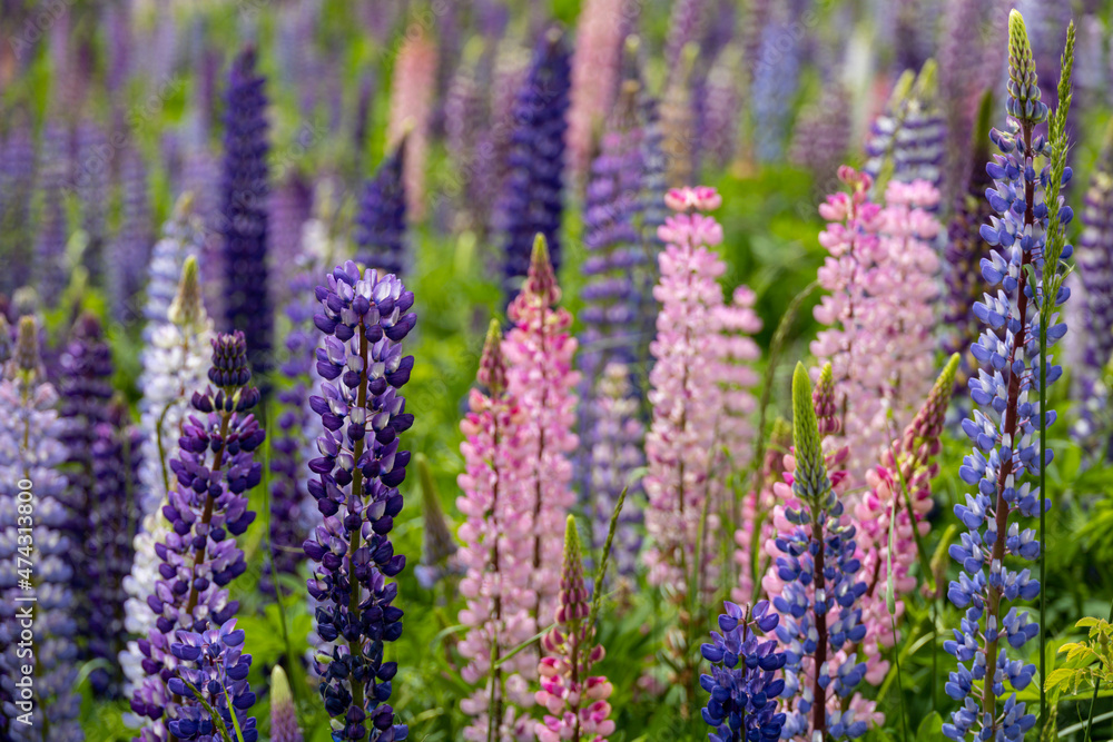 Lupin field Lupin field