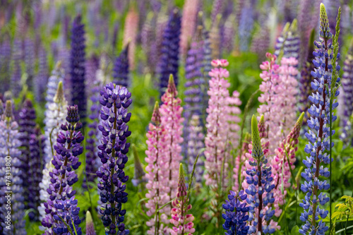 Lupin field