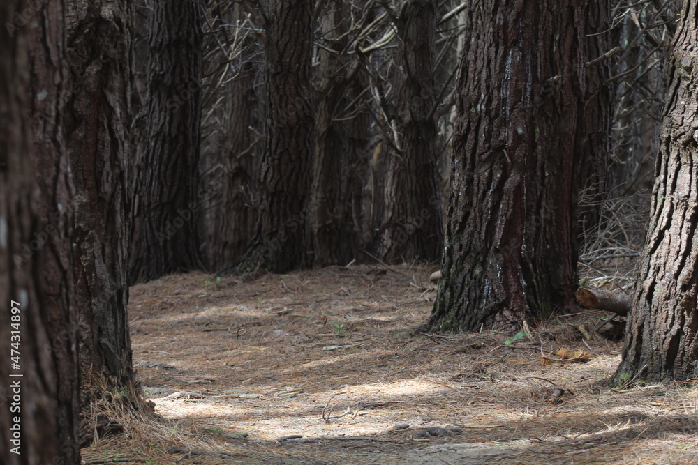 Obraz premium tree in the forest