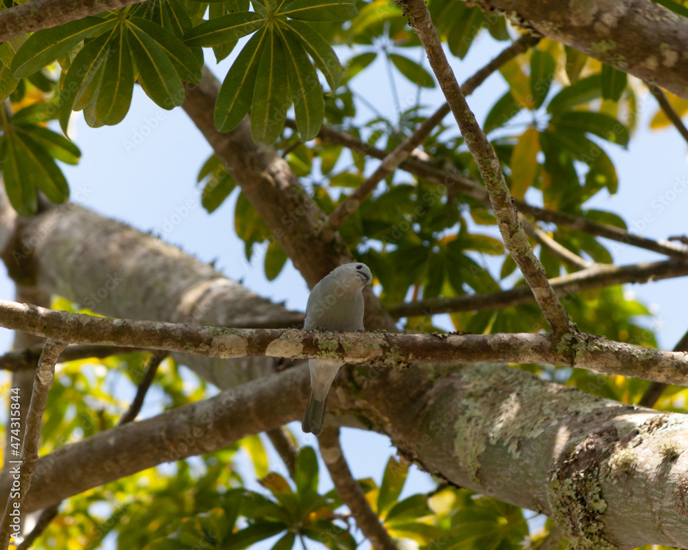 Azulejo común
Blue-gray Tanager. Thraupis episcopus Azulejo común
Blue-gray Tanager. Thraupis episcopus