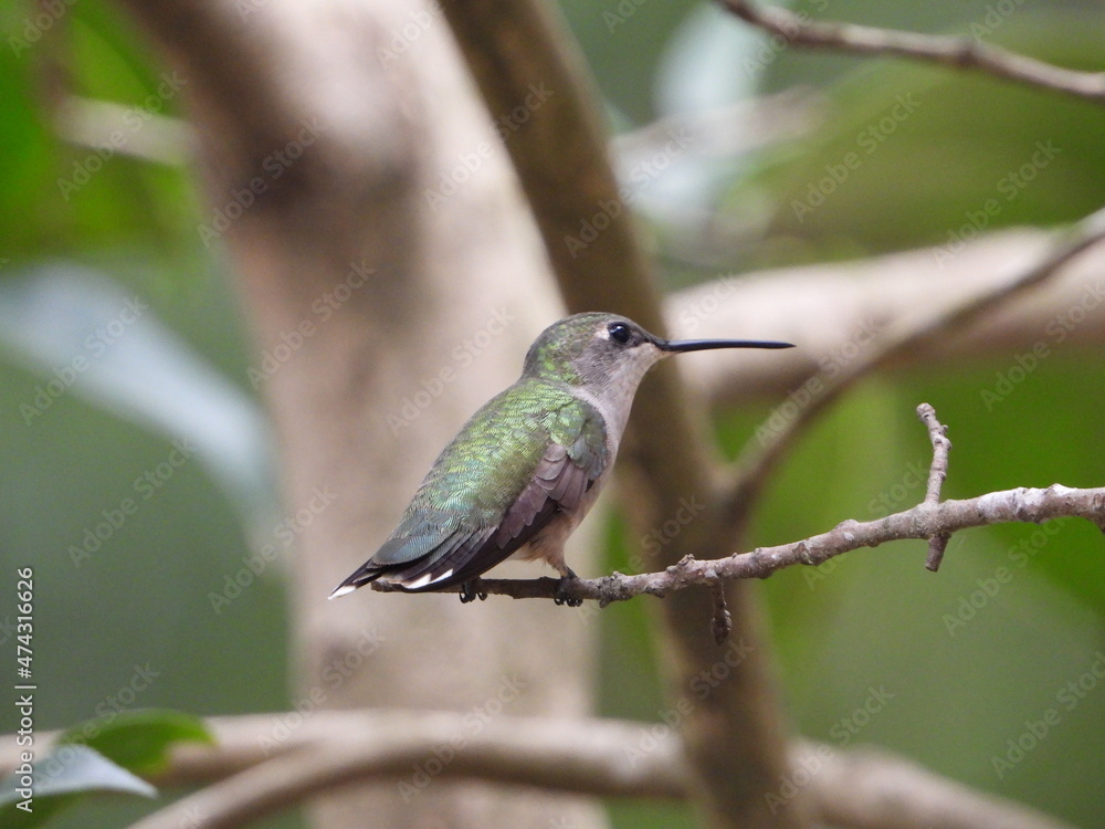 Fototapeta premium Humming Bird
