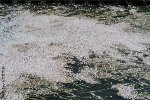 散る桜の花びらに埋め尽くされた小川