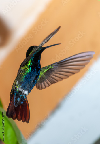 Colibrí Inca ventrivioleta (Coeligena helianthea) photo