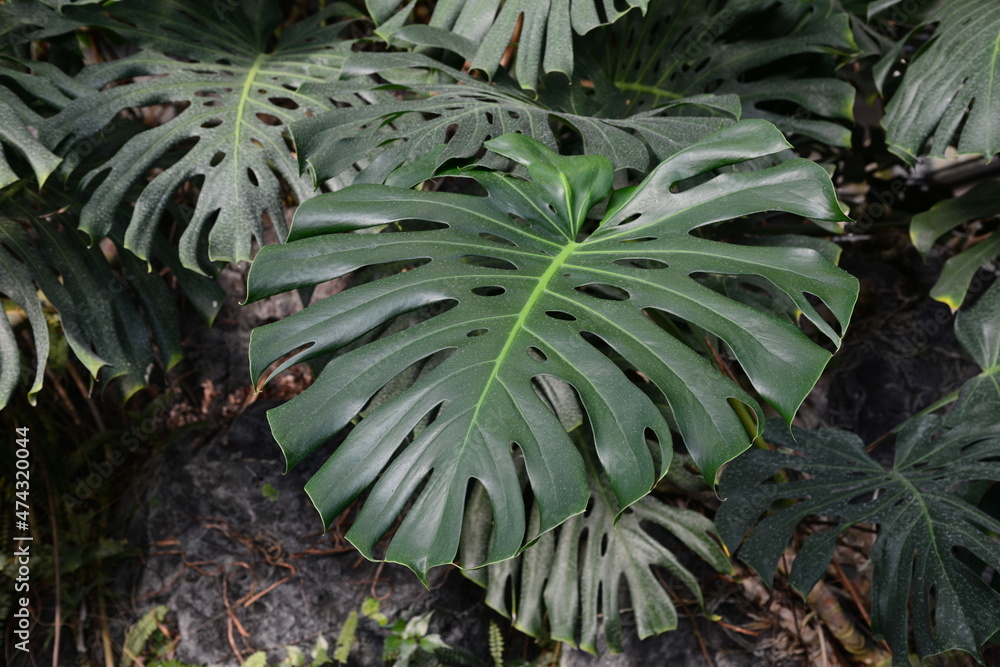 Fototapeta premium 植物園で見つけた、葉が大きくて形が面白い植物