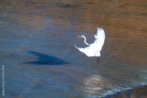 Beautiful white bird heron egret ardea gets airborne wings above the winter river.