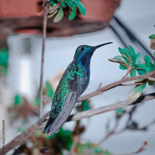 Colibrí Inca ventrivioleta (Coeligena helianthea) photo