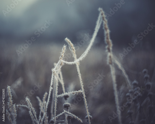beautiful plants shackled by cold © Николай Калинин