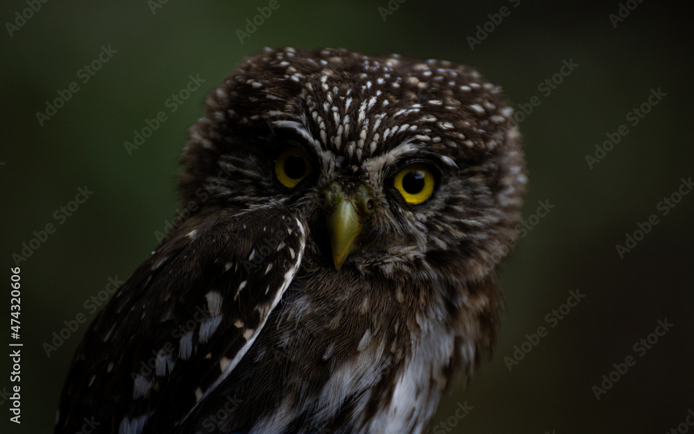 Andean Pygmy-Owl Andean Pygmy-Owl