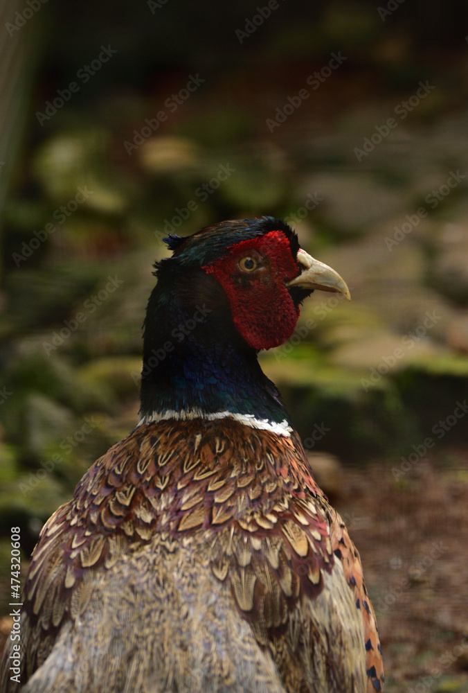 Fototapeta premium Phasianus colchicus, The common pheasant is a bird in the pheasant family, Phasianidae.