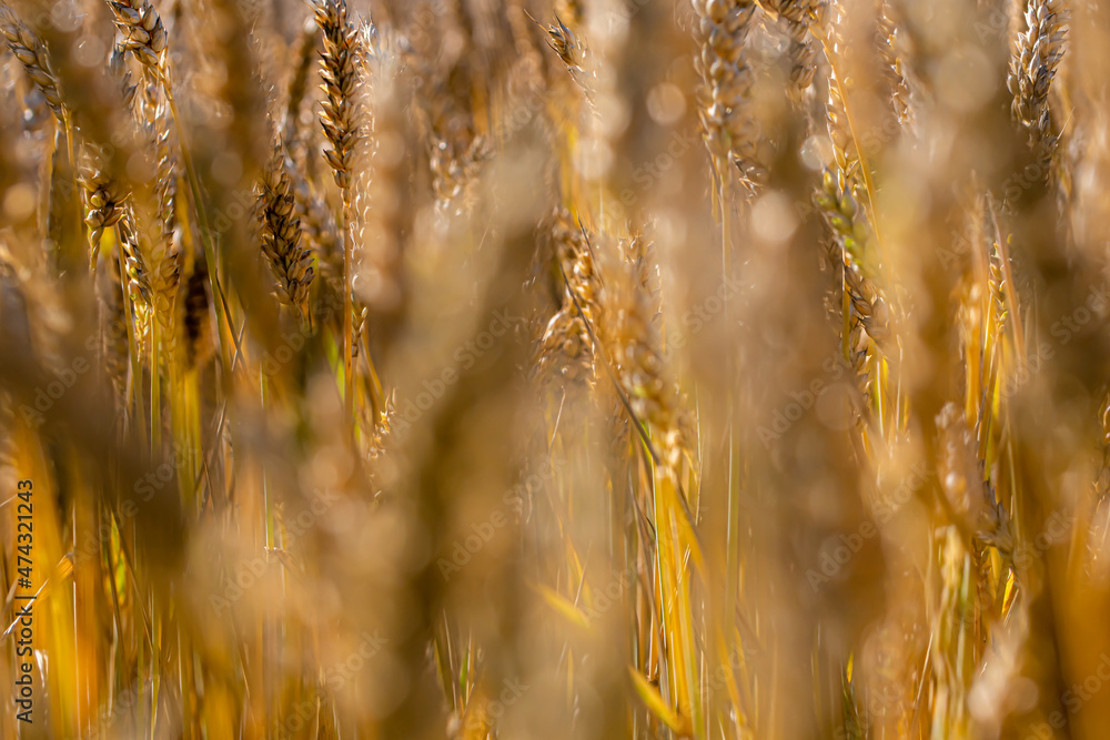 Fototapeta premium Champ de blé