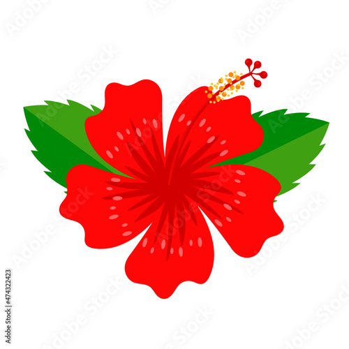 Red Hibiscus flower, Rose of Sharon, chaba with green leaves vector illustration Flat Logo Icon Clipart photo