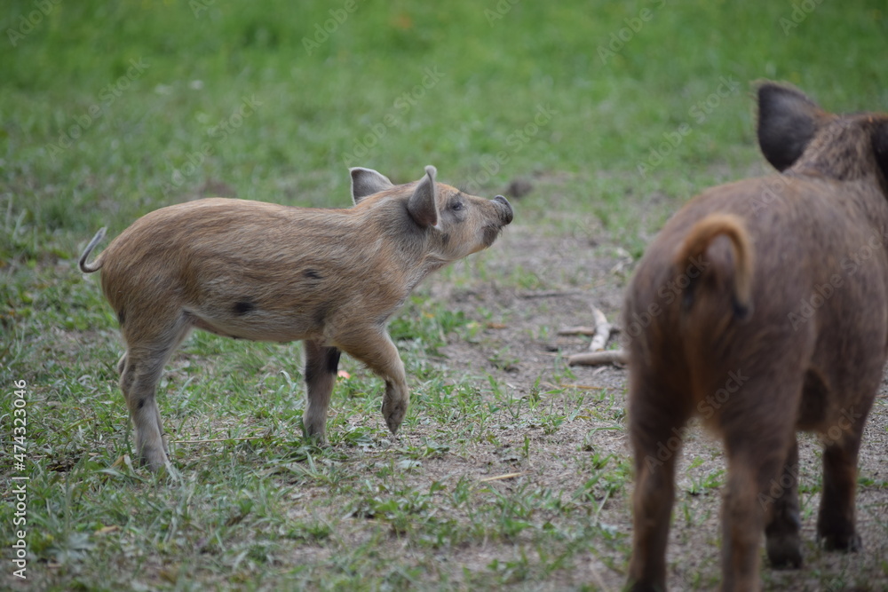 Small pig is waiting for the food at the farm, little hogs, kids are walking on green grass