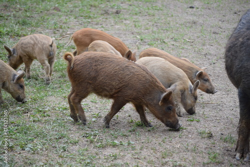 Small pig is waiting for the food at the farm, little hogs, kids are walking on green grass