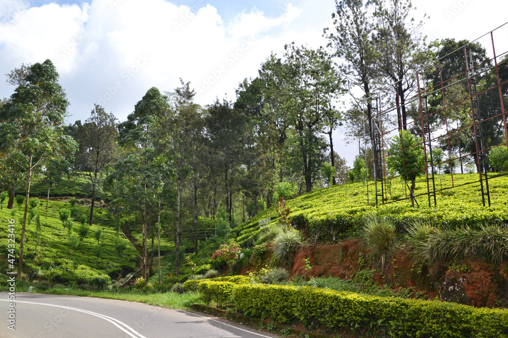 Sri Lanka, scenic road by the tea plantation