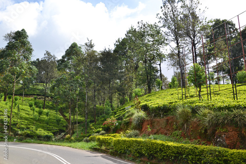 Sri Lanka, scenic road by the tea plantation © Tatyana