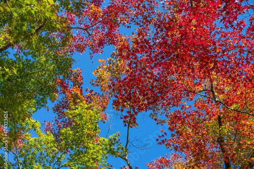 紅葉の箱根美術館　神奈川県箱根町 © あんみつ姫