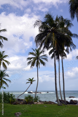 Fototapeta Naklejka Na Ścianę i Meble -  Sri Lanka, palm trees on the shore of the Indian ocean