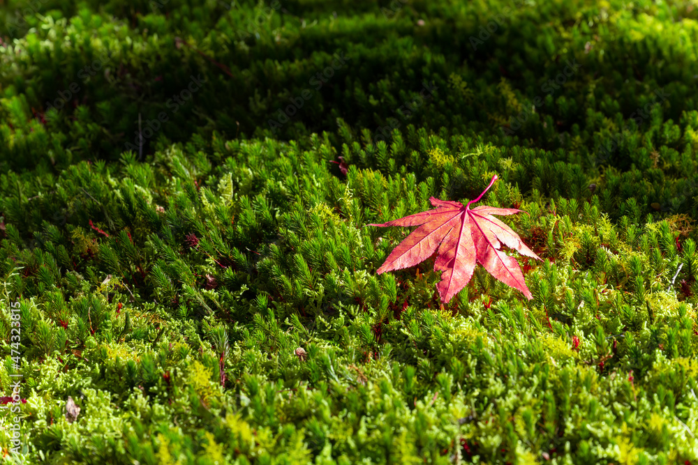 苔と紅葉の落ち葉　日本の秋イメージ