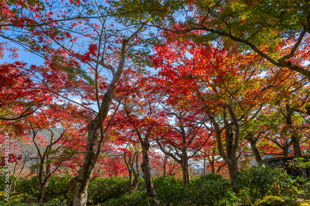 紅葉の箱根美術館　神奈川県箱根町