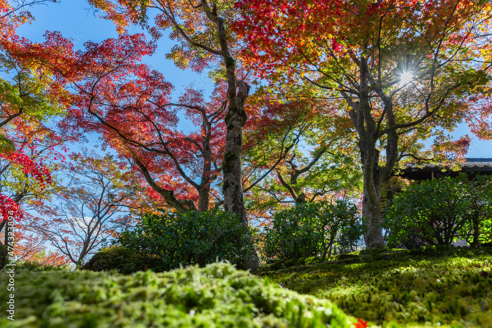 紅葉の箱根美術館　神奈川県箱根町