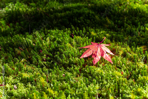 苔と紅葉の落ち葉 日本の秋イメージ