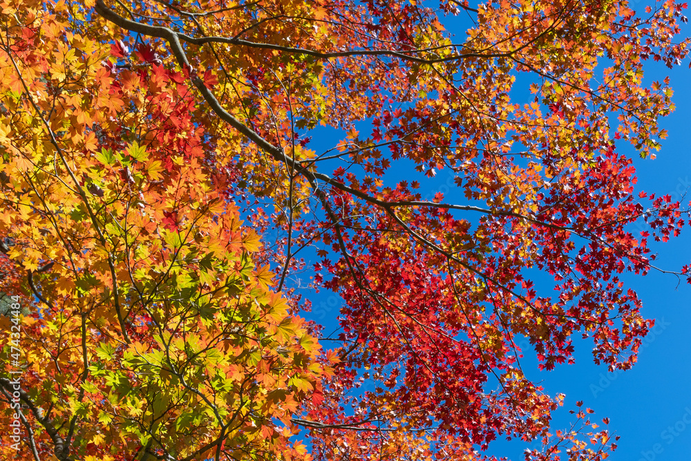 紅葉の箱根美術館　神奈川県箱根町