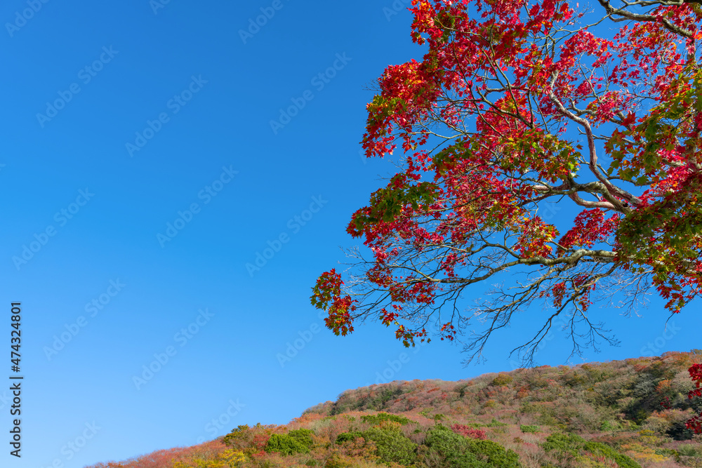 箱根の紅葉