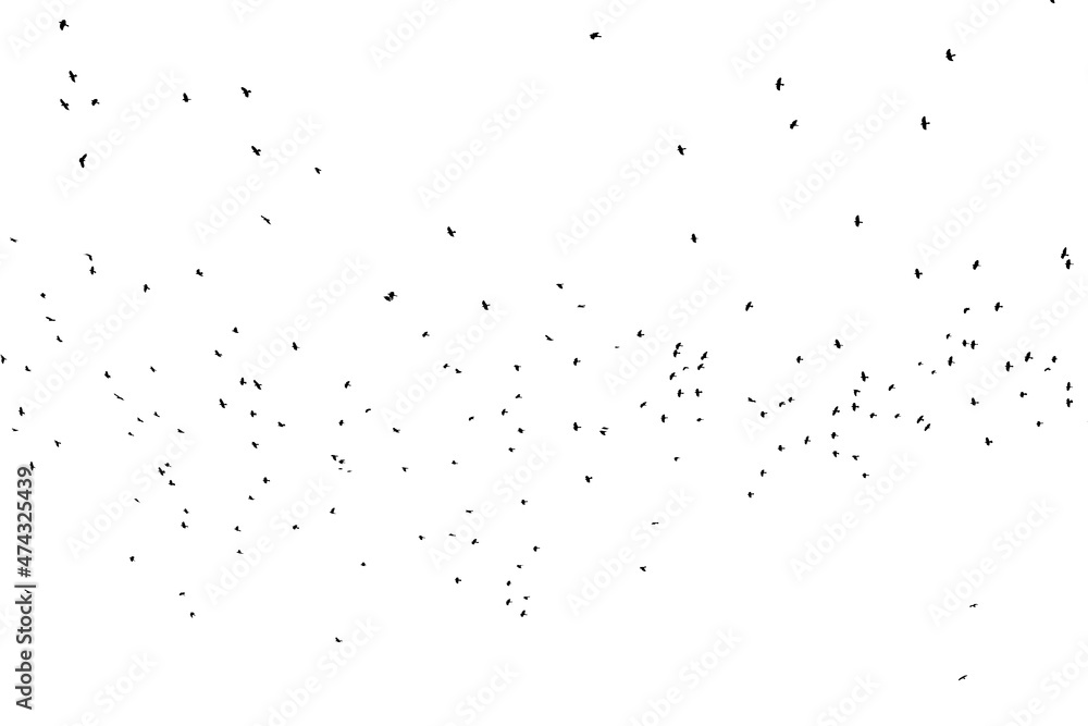 A flock of birds isolated on white. A flock of birds isolated on white.