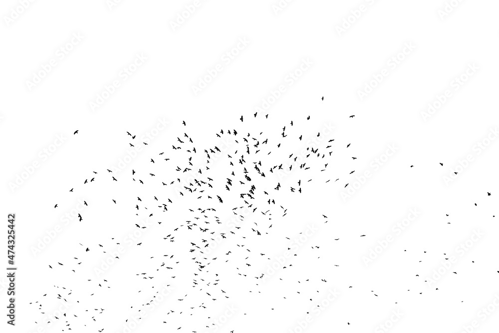 A flock of birds isolated on white.