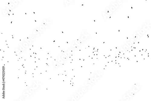 A flock of birds isolated on white.