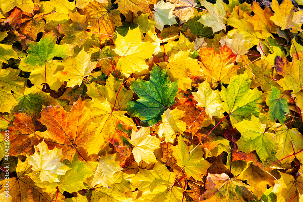 Season natural colorful autumn falling leaves background.
