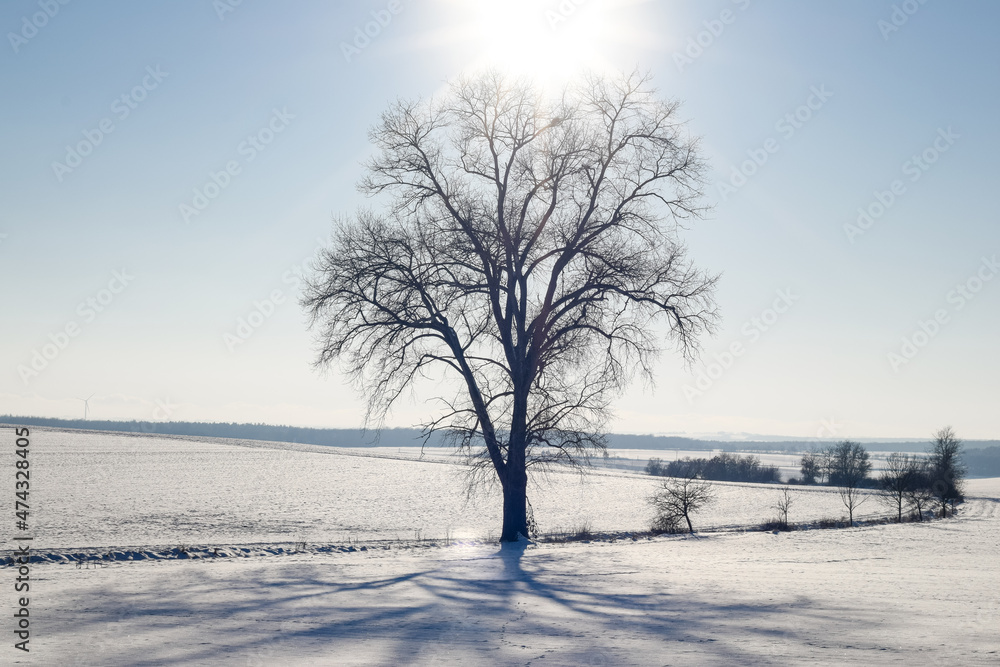 tree in the snow