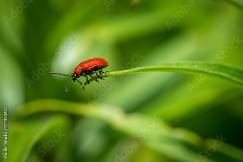 A closeup image of a bug on grass