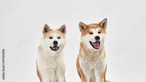 Adorable Shiba Inu dogs sitting and looking away