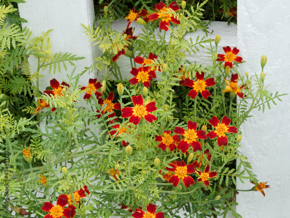 Fototapeta premium Tagetes tenuifolia 'Paprika' ou Tagètes citron. Petites fleurs jaunes et rouges cuivrées, centre jaune au feuillage aromatique finement découpé 