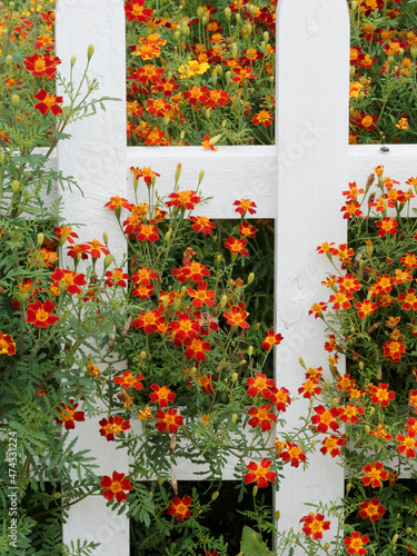 (Tagetes tenuifolia paprika) Oeillets d'Inde paprika ou Tagètes à feuilles ténues en plate-bande le long d'une bordure décorant un jardin