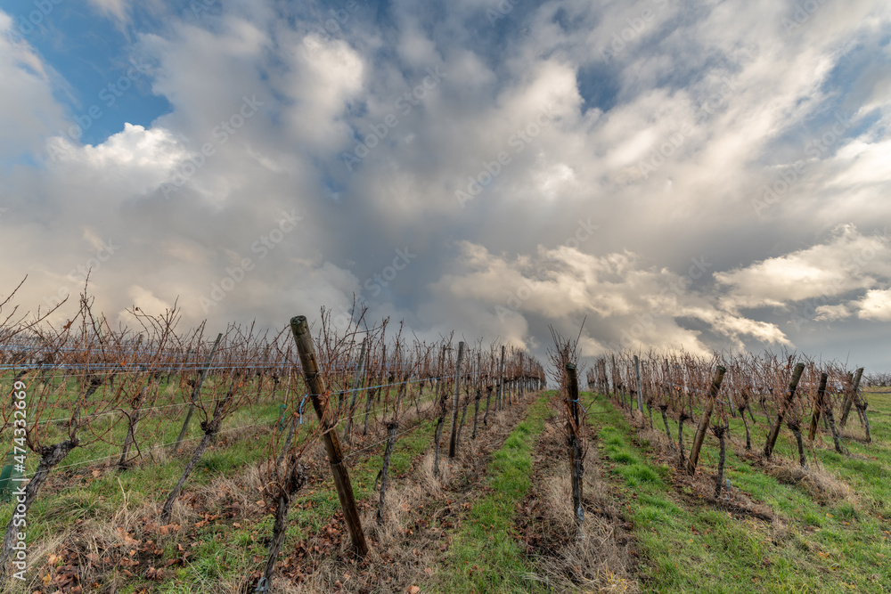 Landscape of the vineyard in rainy weather in late autumn. Wine route in Alsace. Landscape of the vineyard in rainy weather in late autumn. Wine route in Alsace.