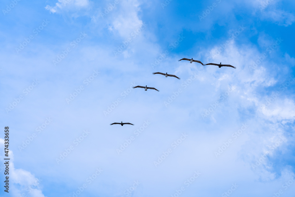 A flock of pelicans flying high in the sky