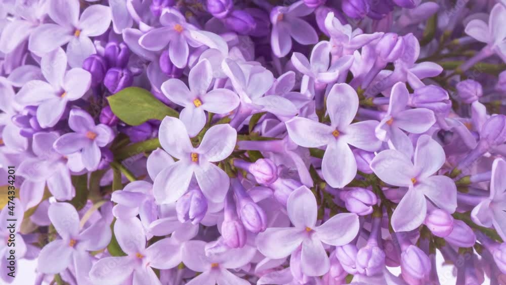Beautiful background of blooming lilac flowers Beautiful background of blooming lilac flowers