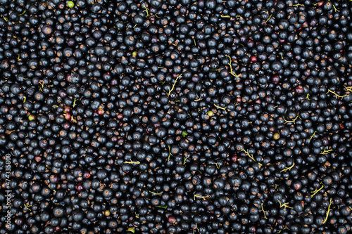 Large harvest of organic grown Blackcurrant or cassis fruits in a basket displayed for sale at a street food market, beautiful monochrome background of healthy food. © Cristina Ionescu