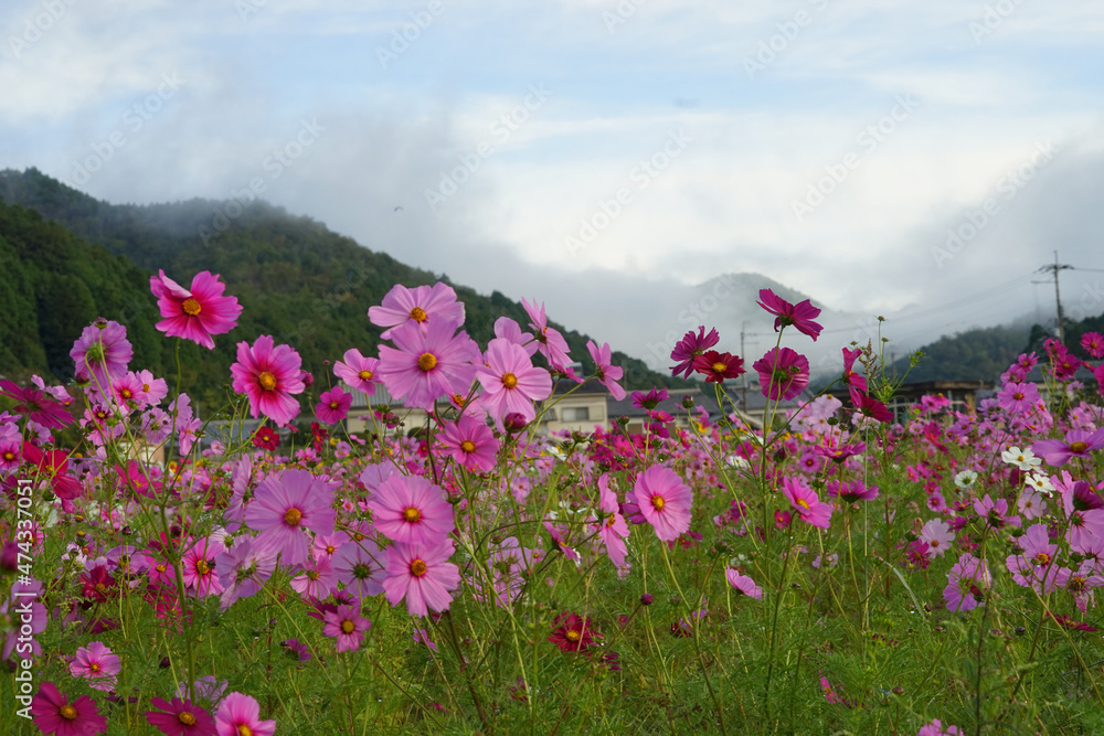 コスモスと霧の山 コスモスと霧の山